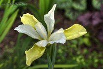 Chartreuse Bounty